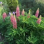 Les Coquelicots Сasa de vacaciones *