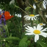 Les Coquelicots Сasa de vacaciones *