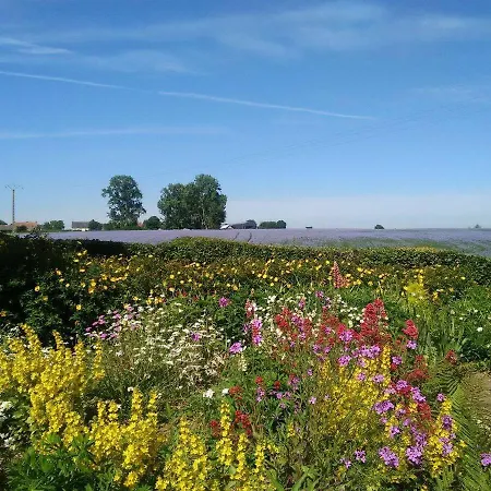 Les Coquelicots