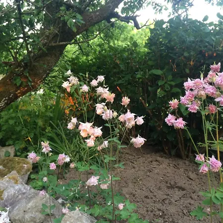 Les Coquelicots Nibas