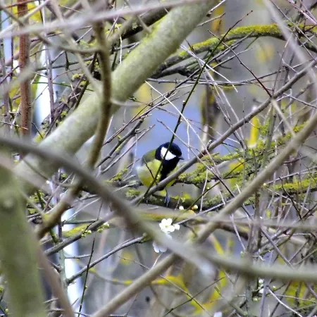 Hébergement de vacances Les Coquelicots *