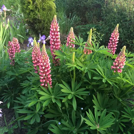 Les Coquelicots Hébergement de vacances *