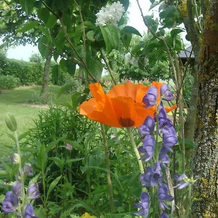 Les Coquelicots * Nibas
