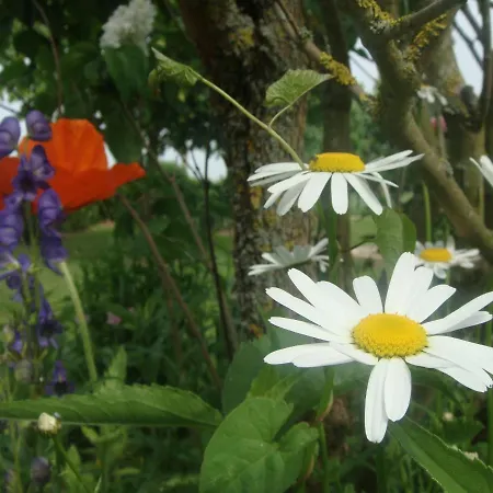 Les Coquelicots Hébergement de vacances *
