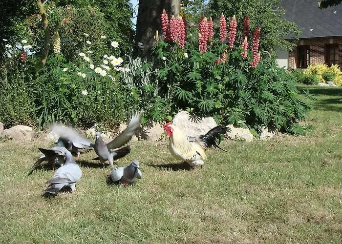 Les Coquelicots * Nibas