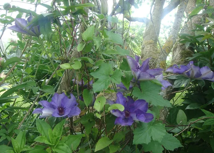 Les Coquelicots Holiday home