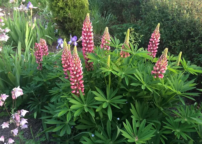 Les Coquelicots Holiday home *