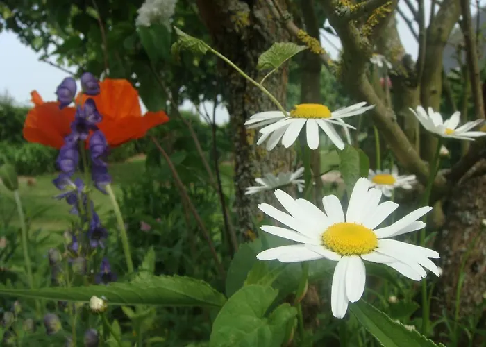 Les Coquelicots Holiday home *